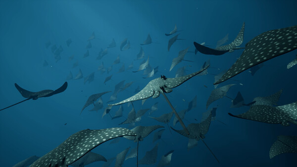 Whale Fall