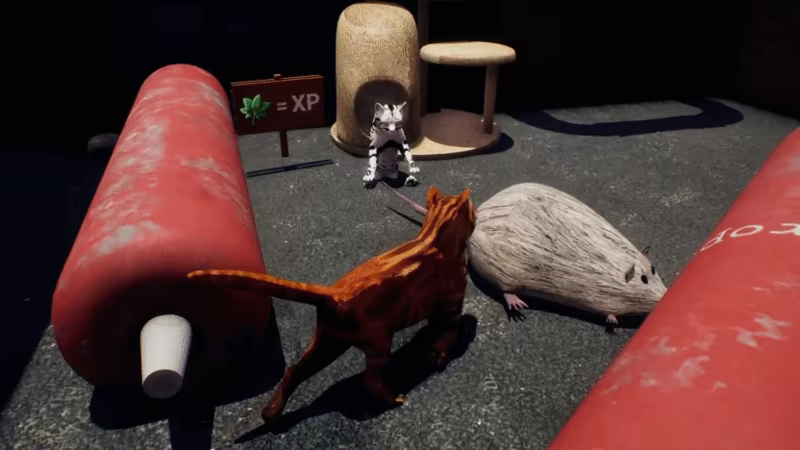 Catniptic video 5