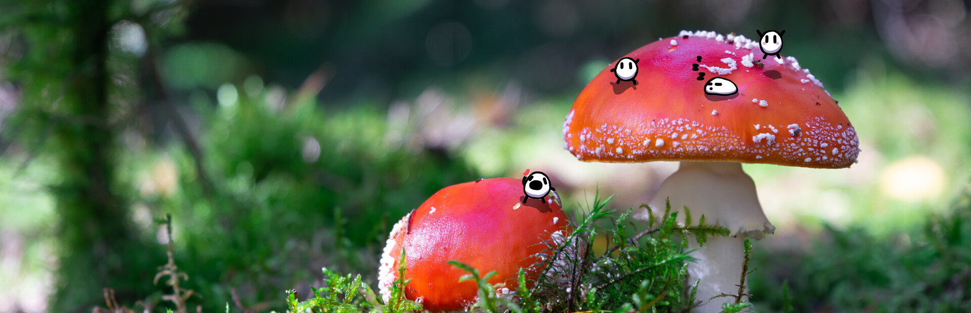 Shroomchitect