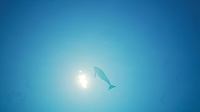 Get Them Boats: Orca Revenge video 2