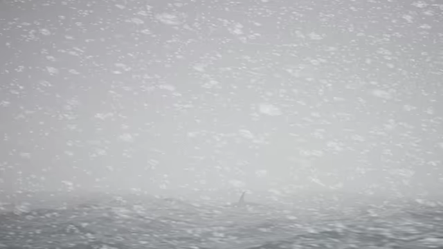 Get Them Boats: Orca Revenge video 4
