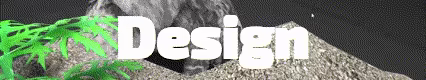 CEO Fish video 5