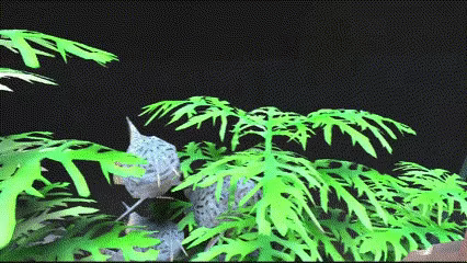 CEO Fish video 4