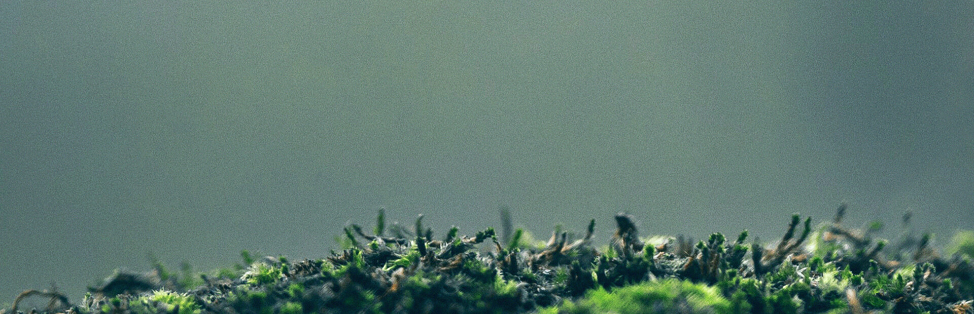 Dung Beetle Adventure