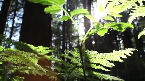 CyberLink AudioDirector 6 screenshot thumbnail video