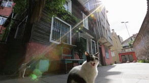 Kedi - Official Trailer video thumbnail for Kedi