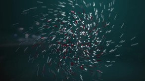 Cruz Brothers screenshot thumbnail video