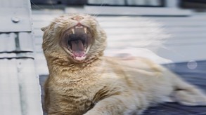 18+ screenshot thumbnail video