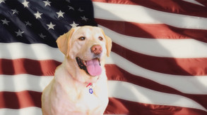 The American Dream - Commercial License screenshot thumbnail video