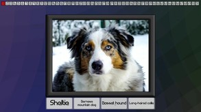 Test your knowledge: Dogs screenshot thumbnail video