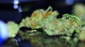 Weedcraft Inc screenshot thumbnail video