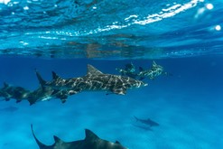 Bepuzzled Aquatic Trailer