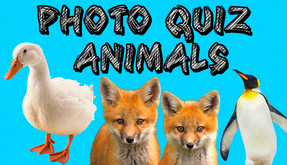 Photo Quiz - Animals screenshot thumbnail video