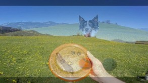 BorderCollie Game screenshot thumbnail video