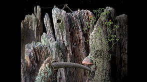 Samorost 1 Official Trailer