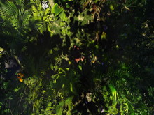 Namsiku Path of the Fang