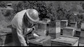 ROUGH KUTS: The Wasp Woman screenshot thumbnail video