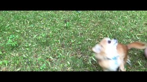 Children of Morta: Paws and Claws screenshot thumbnail video