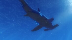 theBlu Hammerhead Cove Trailer video thumbnail for theBlu - Hammerhead Cove