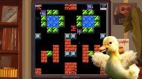 DUCK