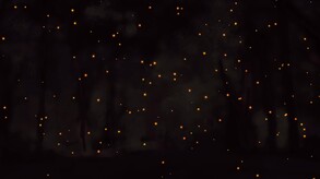 Mr. Wise Demo Trailer