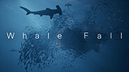 Whale Fall thumbnail 0