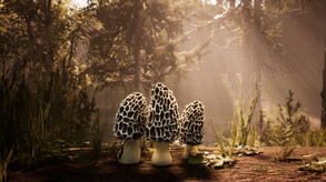 Morels: The Hunt screenshot thumbnail video