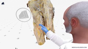 Exploring Abdomen and Pelvis in Virtual and Augmented Reality