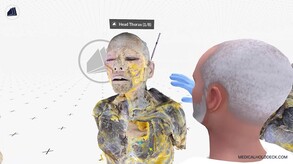 Exploring the Human Head and Thorax