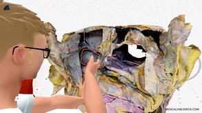 The Liver Exploring the Functions, Regenerative Abilities, and Care Strategies for Our Largest Internal Organ