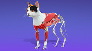 How to create a Pet