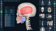 Bone Mapping Muscle Attachments