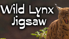 Gameplay | Wild Lynx Jigsaw