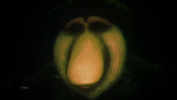 BrainRooms - Brainrot Backrooms screenshot thumbnail video