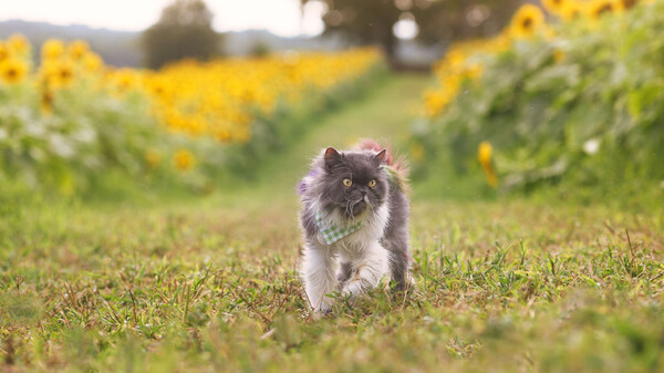 Peaceful Gardens 2: Cute Cats - Hidden Objects Collector's Edition screenshot thumbnail video