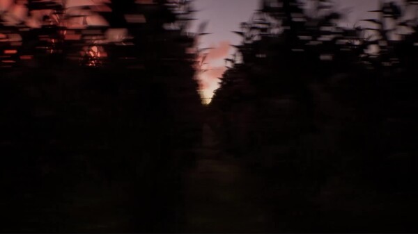 The Harvest - Trailer