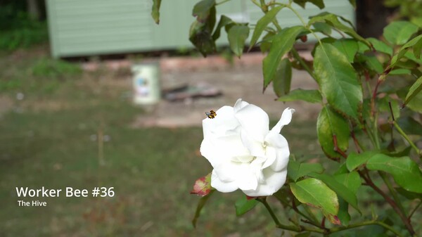 Bloom N Buzz Interview