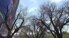 General / Cinematic | Soul Nine Trailer