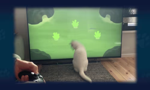 Play With Your Cat! - A Virtual Toy Box video 1