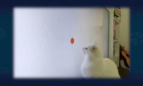 Play With Your Cat! - A Virtual Toy Box video 7