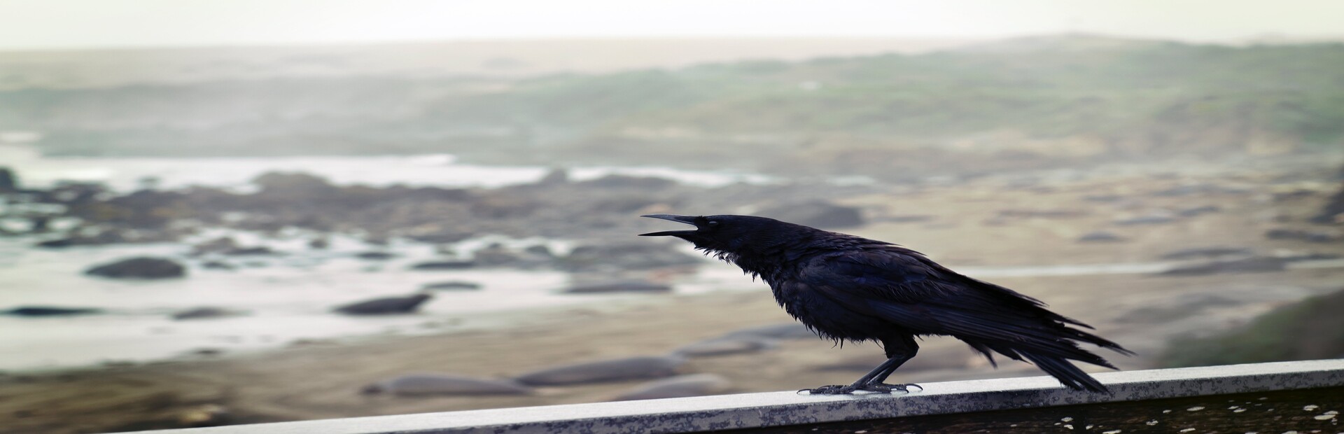 Raven Simulator