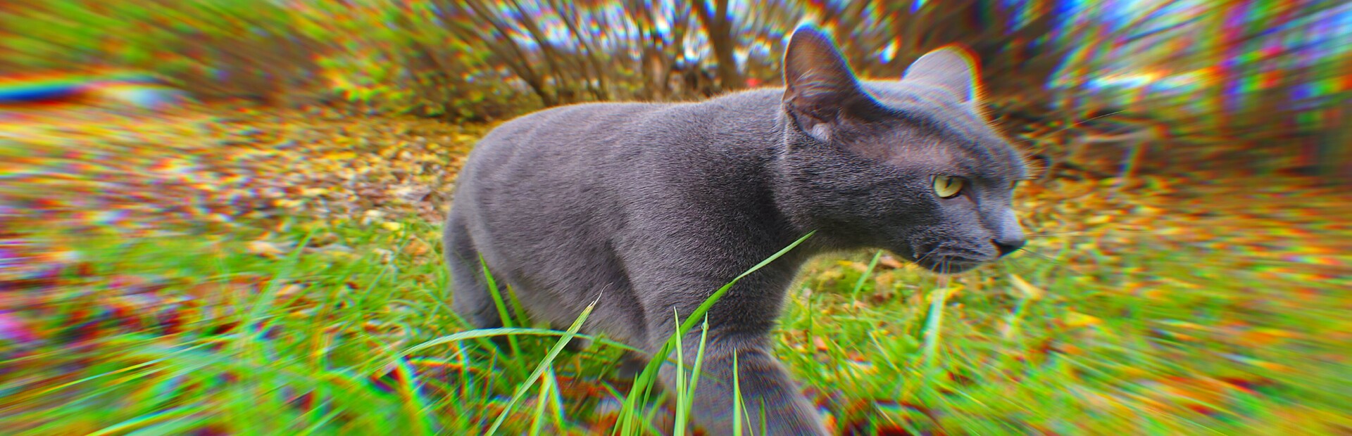 Aim Trainer (With Cats)