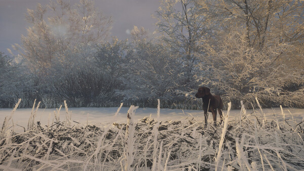 theHunter: Call of the Wild™ - Labrador Retriever