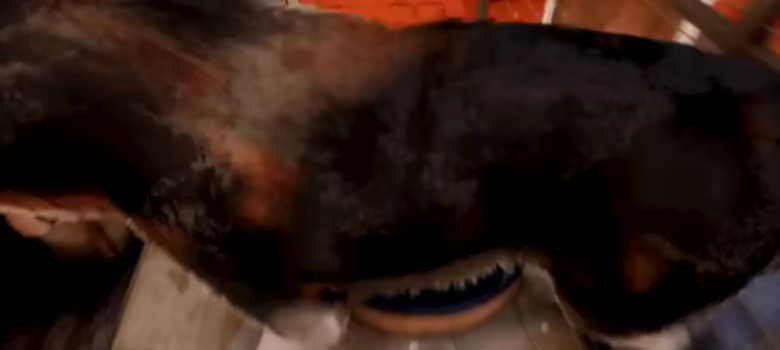 Animal Shelter 2 video 3