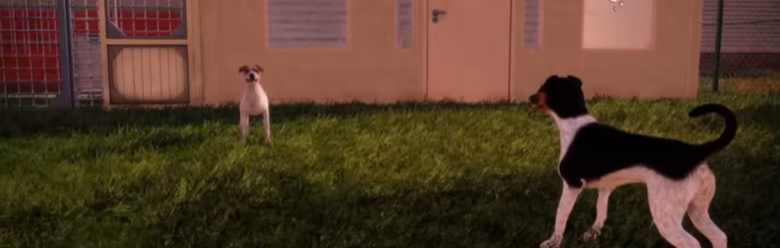 Animal Shelter 2 video 2