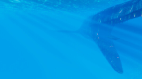 Pteranodon 2: Primal Island screenshot 5