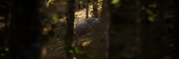 Morels: The Hunt 2 video 11