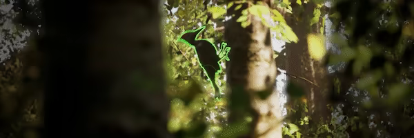 Morels: The Hunt 2 video 5