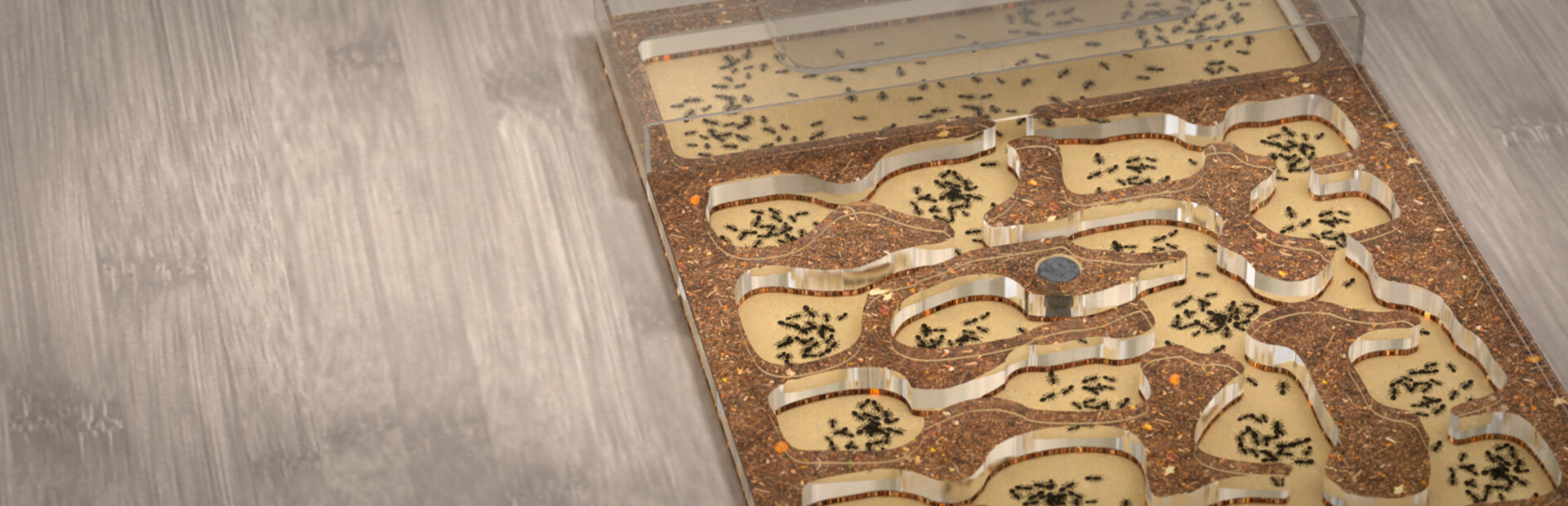 Ant Farm Simulator
