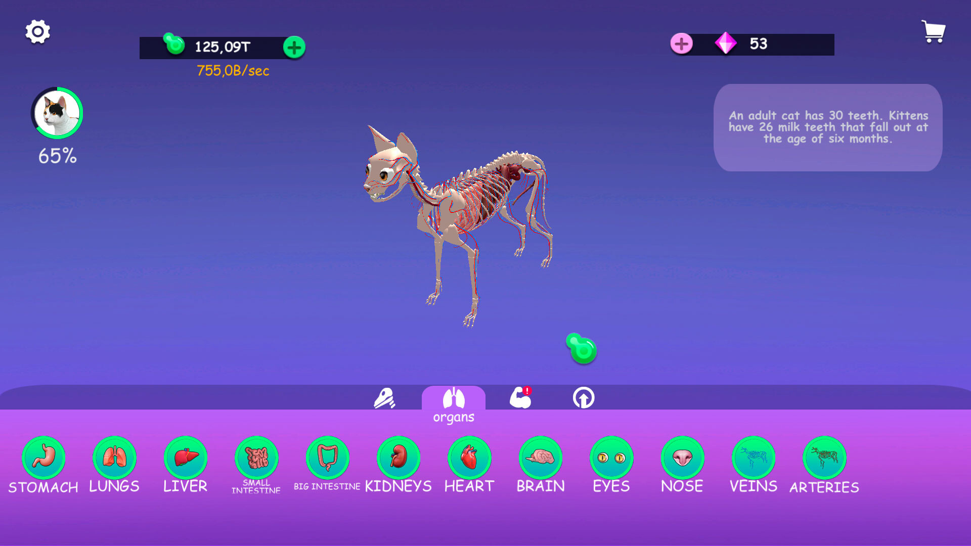 IDLE Animal Anatomy